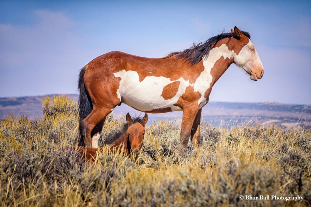 Wild Mustangs Colorado_Blair Ball Photography